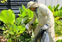 Estudo associa presença da Wolbachia à queda da dengue em Campo Grande