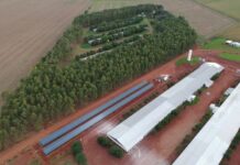 Programa Frango Vida fortalece avicultura e estimula projeto de escola avícola em Mato Grosso do Sul