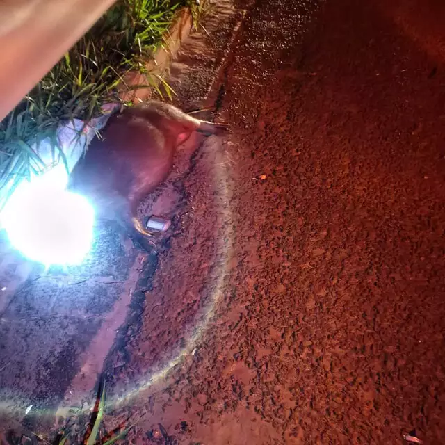 Motociclista morre após atingir capivara e ser atropelada por caminhão do marido na BR-262 Motociclista morre após atingir capivara e ser atropelada por caminhão do marido na BR-262