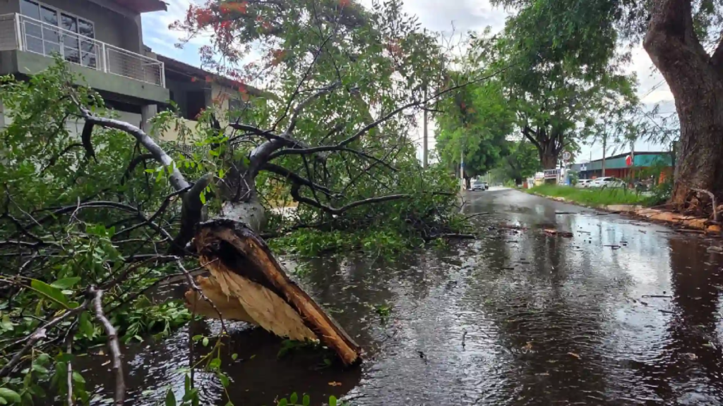 Chuva chega à Capital e provoca quedas de árvores e falta de energia Chuva chega à Capital e provoca quedas de árvores e falta de energia