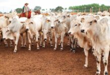 Retrospectiva: Avanços sanitários, novos programas e articulação política marcam o agro de MS em 2025