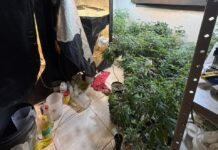 Polícia descobre laboratório de drogas em Chapadão do Sul com 100 pés de maconha