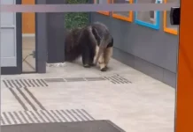 Vídeo: tamanduá-bandeira é resgatado de agência bancária da Av. Mato Grosso