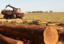 Preço do eucalipto sobe mais de 30% em um ano em MS e atinge maior valor da série