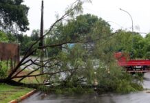 Árvores caindo: saiba como agir durante o período de chuvas em Campo Grande