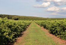 Citricultura de MS cresce com R$ 2,4 bi em investimentos e mira expansão até 2030