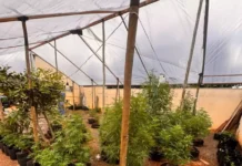 Denúncia leva à prisão de idoso com estufa de maconha em Campo Grande