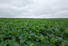 Prazo para cadastro da safra de soja acaba neste sábado em MS