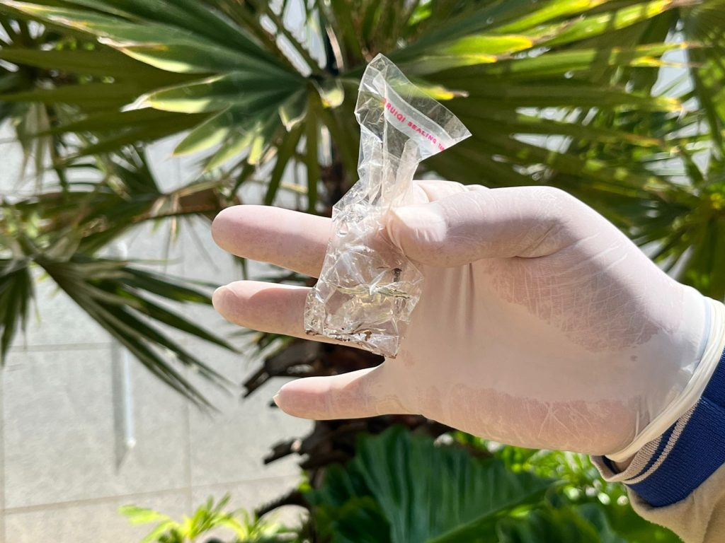 MS inicia 2026 com força-tarefa estadual para conter avanço da dengue e da chikungunya