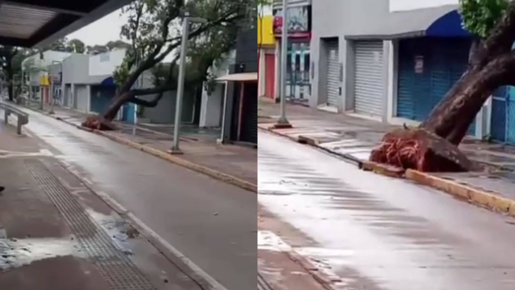 Chuvão de verão derrubou árvores e postes na Capital e ainda provocou mais de 450 raios Chuvão de verão derrubou árvores e postes na Capital e ainda provocou mais de 450 raios