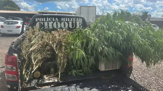Denúncia leva à prisão de idoso com estufa de maconha em Campo Grande Denúncia leva à prisão de idoso com estufa de maconha em Campo Grande
