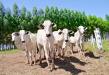 Por que o ciclo pecuário impacta as decisões do produtor e influenciam o preço da arroba do boi