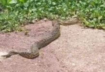 Vídeo: sucuri de 5 metros é resgatada de área urbana em Corumbá