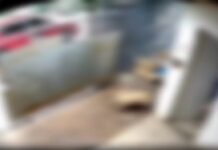 Vídeo: cachorrinha é atacada e morta por dois pitbulls no bairro Nova Lima