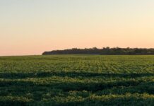 Mato Grosso do Sul ganha destaque internacional com agricultura regenerativa tropical