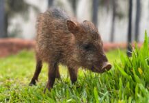 Conheça Flora, fêmea de cateto que não pode voltar à natureza e encontrou no Bioparque Pantanal um novo lar