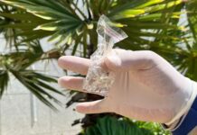 MS confirma 107 casos de dengue em 2026 e não registra mortes