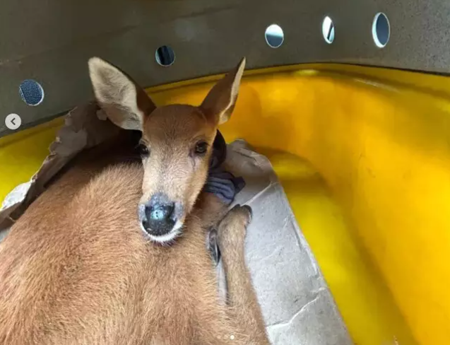 Polícia Ambiental resgata cervo-do-pantanal ameaçado de extinção na BR-262 Polícia Ambiental resgata cervo-do-pantanal ameaçado de extinção na BR-262