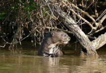 Saneamento é importante aliado da proteção da biodiversidade e de espécies migratórias em MS
