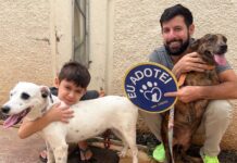 PrefCG promove feira de adoção com cães resgatados de maus-tratos