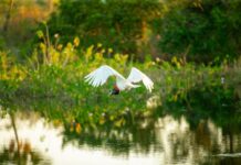 Funar/MS paga R$ 3 milhões a produtores rurais do Pantanal