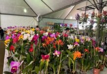 Flores e solidariedade: Dourados promove primeira edição de feira artesanal