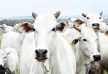 Do gado à integração lavoura-pecuária: agro de MS cresce e vira destaque nacional