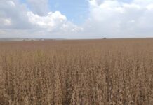 Período seco reduz potencial produtivo da soja no sul de MS, aponta Aprosoja