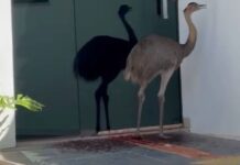 Vídeo: ema solta nas ruas de Nova Andradina dá trabalho para o Corpo de Bombeiros