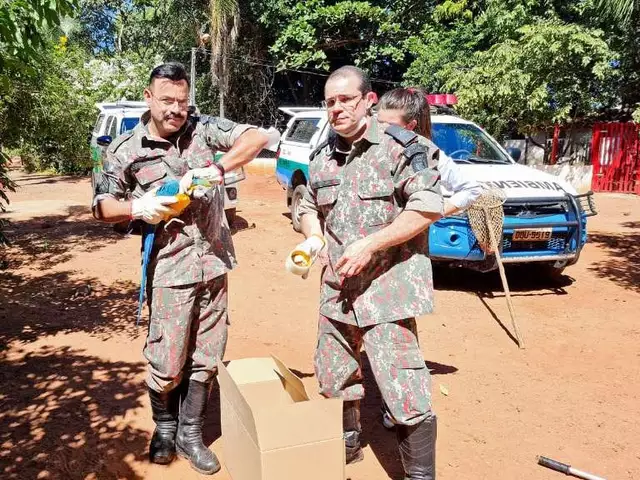 Ibama recolhe macaco-prego mantido em minizoológico de Cassilândia Ibama recolhe macaco-prego mantido em minizoológico de Cassilândia