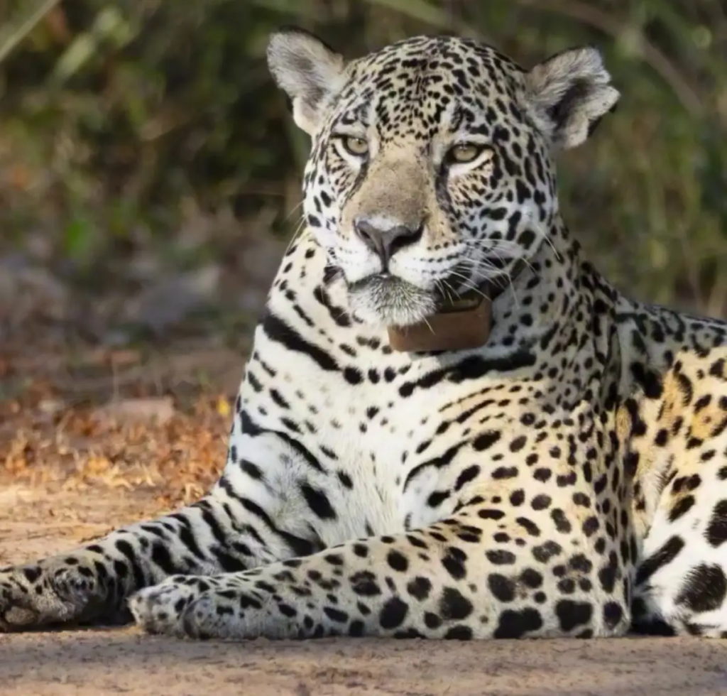 Onça-pintada é fotografada com rosto coberto de sangue após caça no Pantanal de MS
