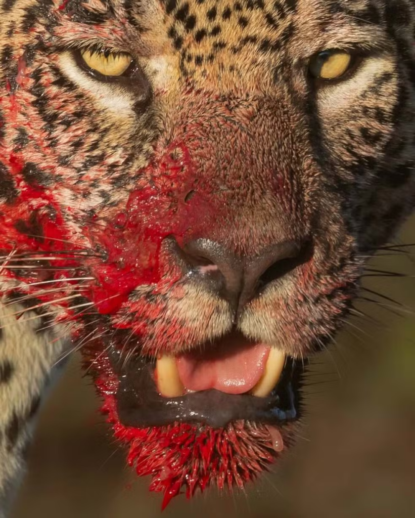 Onça-pintada é fotografada com rosto coberto de sangue após caça no Pantanal de MS