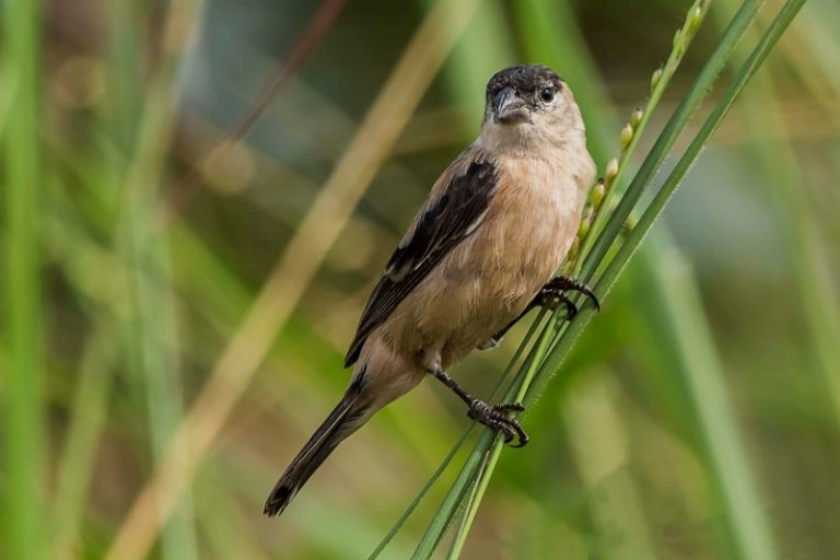 Ariranha, caboclinho-do-pantanal e pintado passam a ter proteção internacional Ariranha, caboclinho-do-pantanal e pintado passam a ter proteção internacional