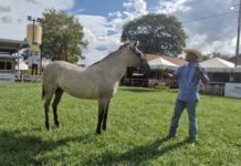 Expogrande terá julgamento da raça cavalo pantaneiro nesta quinta-feira; leilão acontece no dia 18