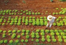 Agraer fortalece acesso ao crédito rural em projetos que abrem oportunidades a quem trabalha no campo