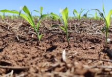 Clima exige monitoramento das lavouras de milho no próximo trimestre em Mato Grosso do Sul