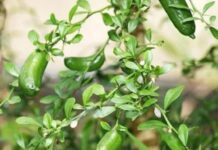 Limão caviar conquista chefs e custa até R$ 1,2 mil o quilo no Brasil