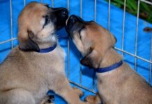 Ação de adoção de pets movimenta Praça da Bolívia neste domingo
