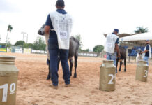Raça girolando de MS impulsiona setor com genética e shopping do leite na Expogrande