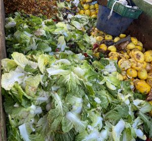 Gestão de resíduos transforma descarte em sustentabilidade na Ceasa/MS
