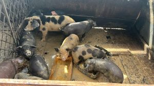 Homem invade terreno e monta depósito de recicláveis, bar e criadouro de animais