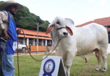Oluca FIV TJG é o grande campeão tabapuã da Expogrande 2026