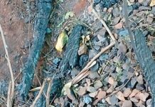 Restos mortais carbonizados são encontrados em área de mato no bairro Vila Bordon