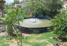 Primeiro tanque sustentável de iscas do Estado transforma rotina e renda de mulheres ribeirinhas em Corumbá