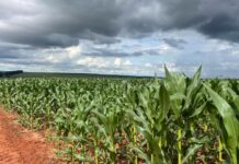 Milho segunda safra mantém bom potencial produtivo em Mato Grosso do Sul