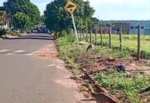 Parte da paisagem, siriemas já até caminham ao lado de pedestres no bairro Jardim das Cerejeiras
