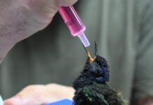 Papagaio protegido e aves sem documentação são resgatados em operação ambiental