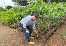 Há quase 15 anos, viveirista ajuda a transformar Campo Grande com produção de mudas