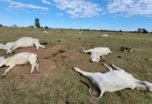 Baixas temperaturas provocam morte de dezenas de bovinos no interior de MS