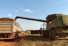 Colheita do milho em MS começa sob alerta para calor e chuvas irregulares